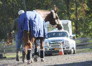 Horse heading toward trailer (photo)